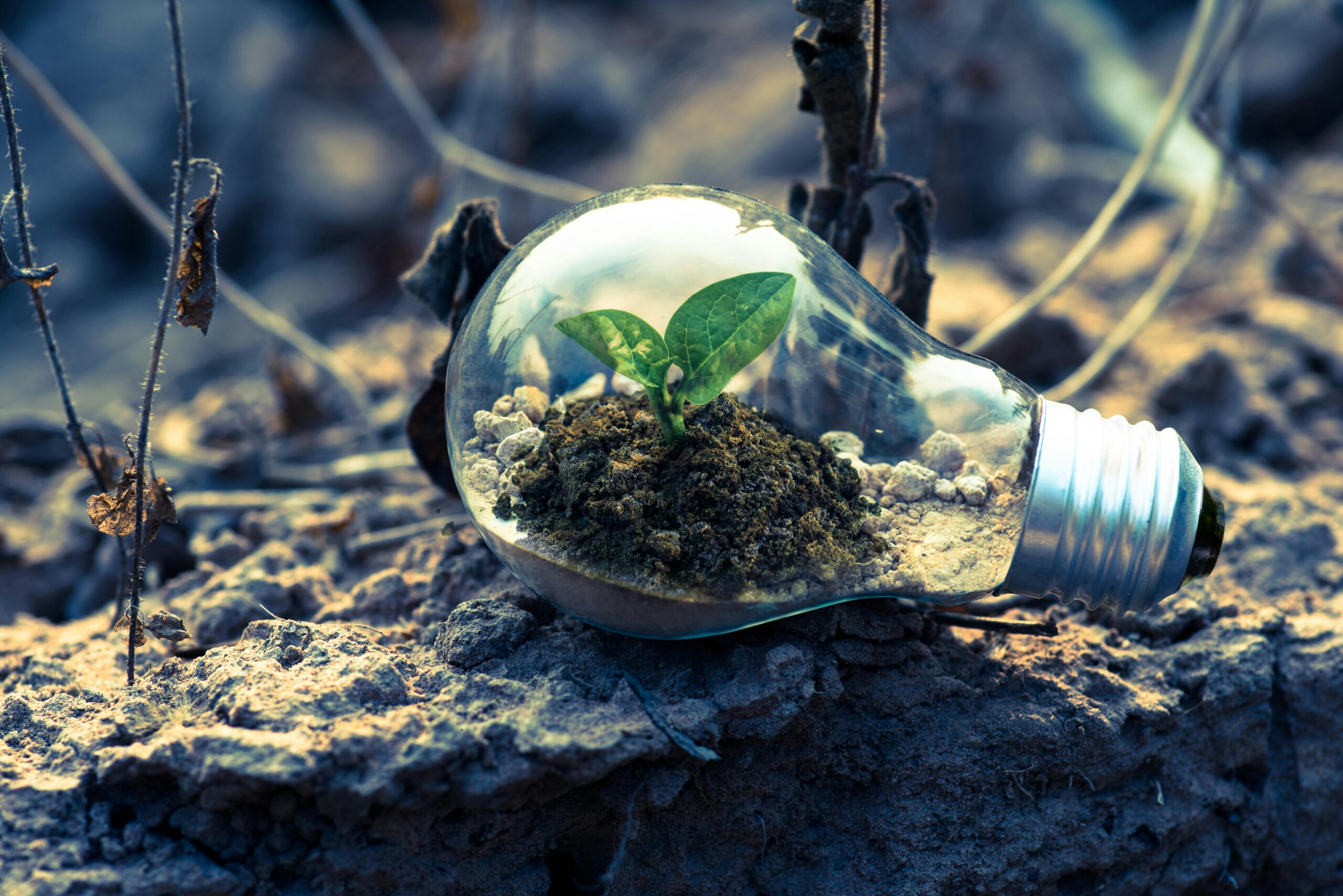 greenery inside a lightbulb on the floor
